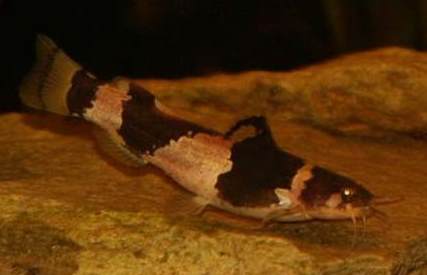 Microglanis iheringi   Bijenmeerval SM